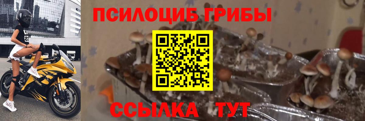 Галлюциногенные грибы мицелий  Вход с VPN  Сибай 